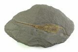 Ordovician Carpoid Fossil - Ktaoua Formation, Morocco #312751-1